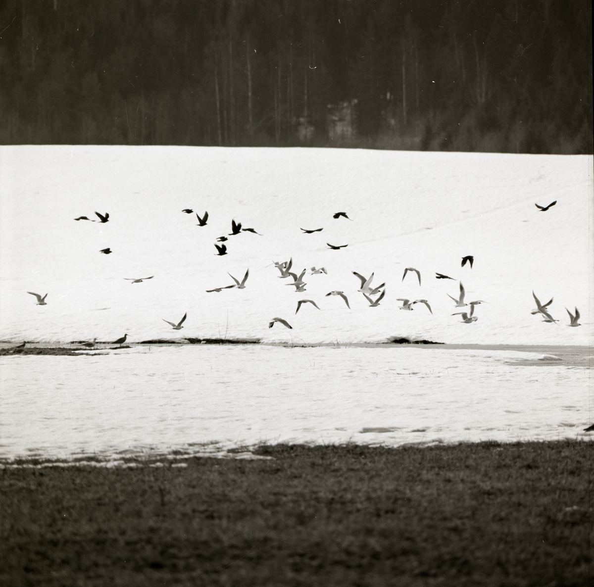 En flock måsar flyger mot en skog över snötäckt mark.