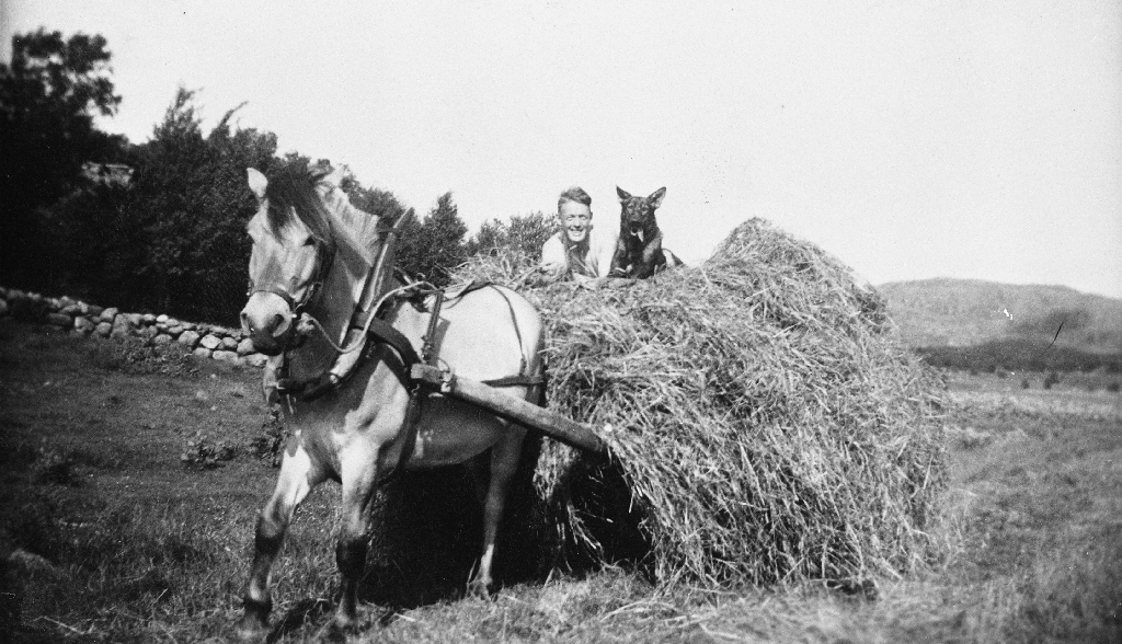 Høykjøring Åsland bnr. 11. Olav K. Aasland (1913 - 2000) og schaeferhunden "Tron" på høylasset.
