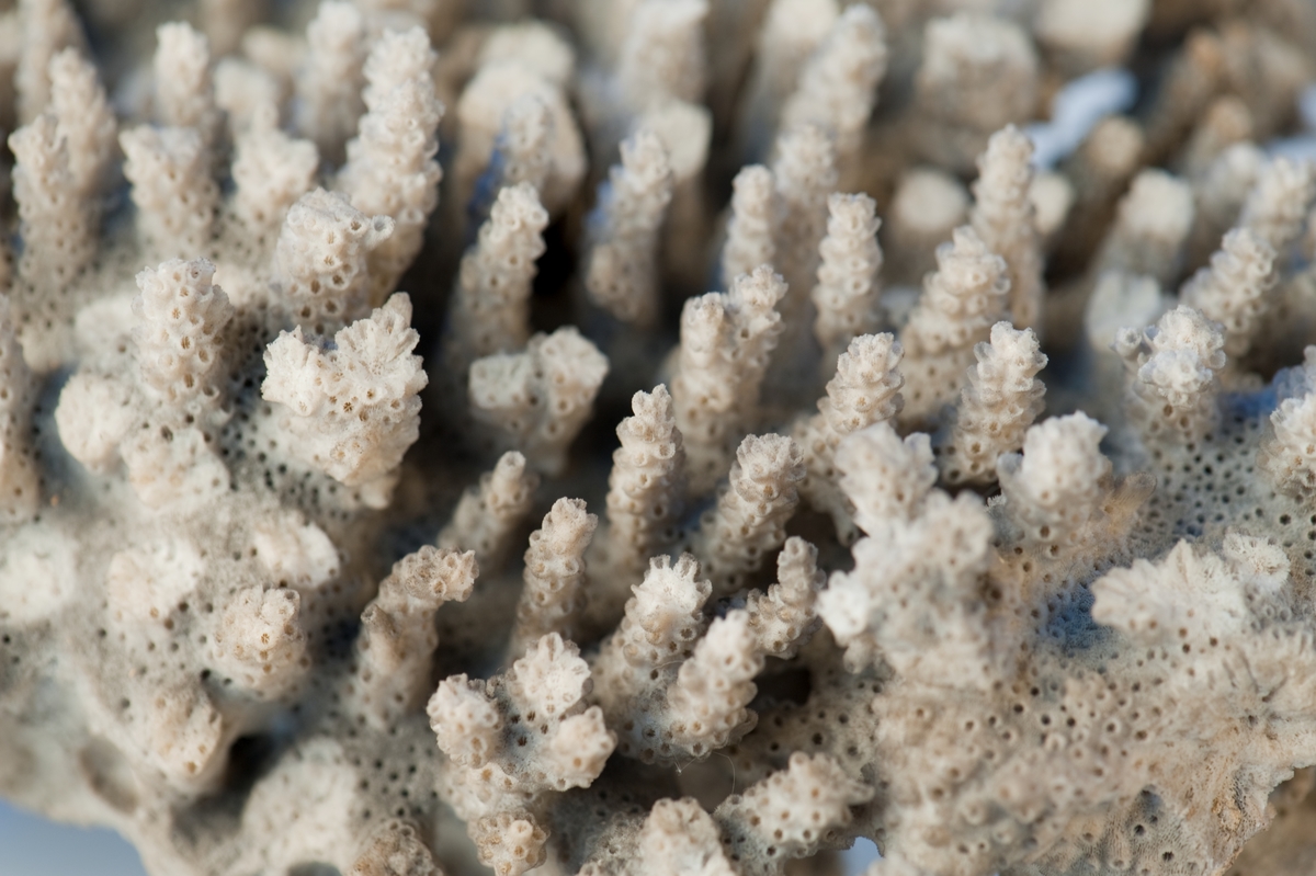 Korall, vit med tätt grenverk med uppstående taggar. Många grenar är avbrutna.