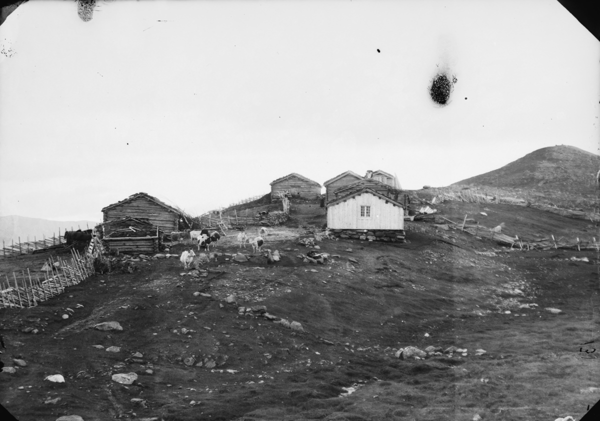 Gammelsetrene på Nordsetra på Dovrefjell. Setrene blei fløtta ned mot riksvegen da den kom på 1930-tallet