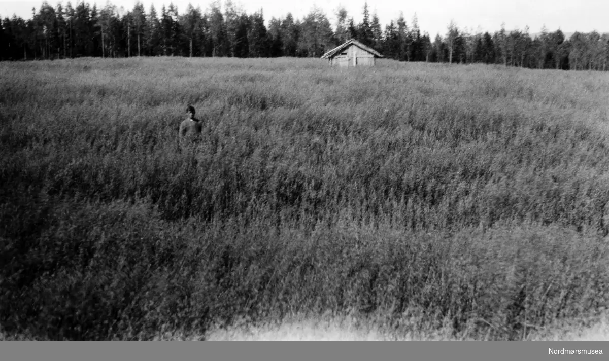 Mann ute på beitemark i et bureisingsfelt. Et bilde fra en samling fotografier med bureisingsfelt i Norge. Originalmaterialet tilhører Norsk myrmuseum i Smøla kommune. Fra Nordmøre museums fotosamlinger.