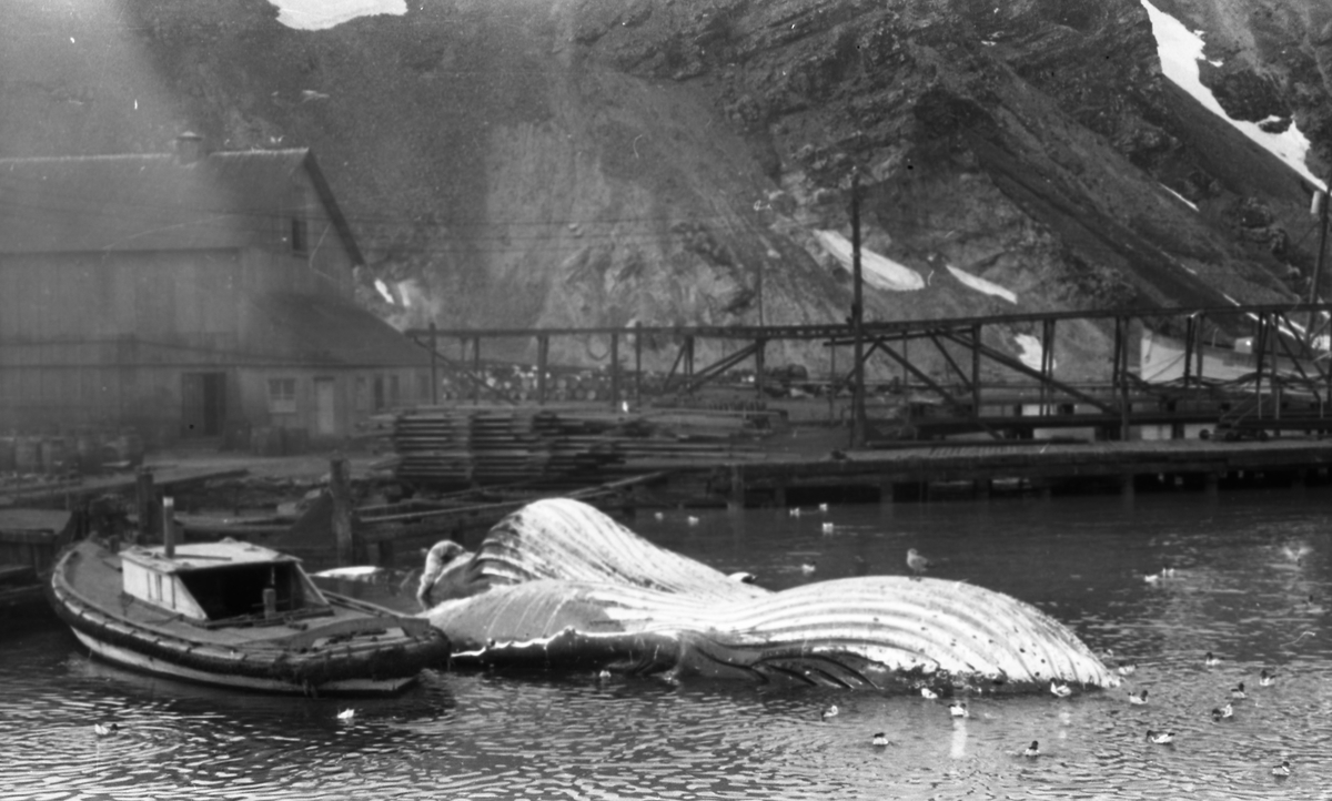 Kaiområdet i Grytevika med en hval liggende i sjøen klar til slakt. Fjell i bakgrunnen. Suderøy på vei til fangstfeltet.