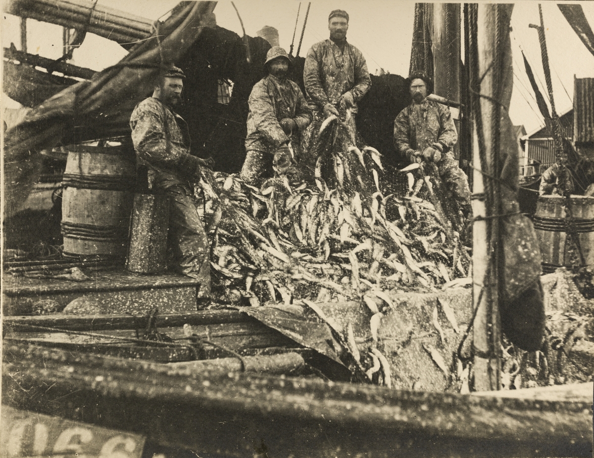 Gruppebilder - Garnsildskjøite under vårsildfiske på Haugesunds havn ca.1900