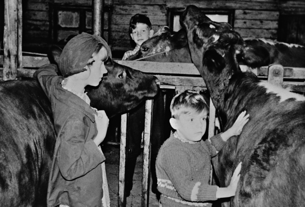 I fjøset på Fossum 1965, barn og kyr.