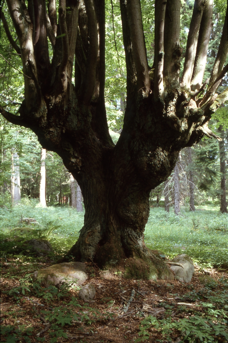 Hamlat träd i Garparörs naturreservat