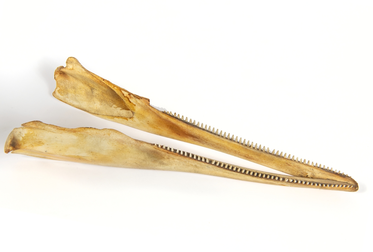 Kranium av delfin (springare). Består av två delar a) överkäke och b) underkäke.