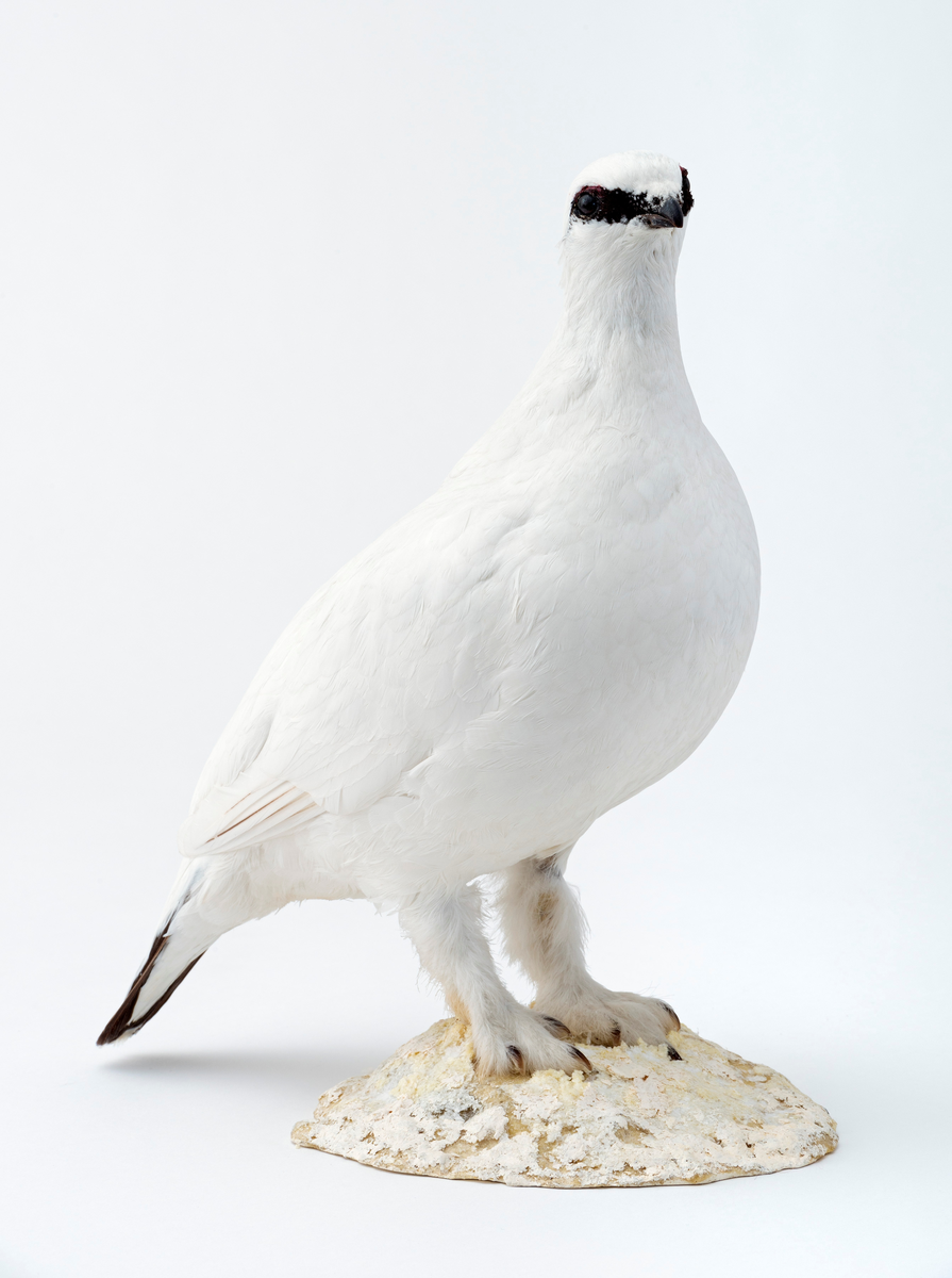 Fjellrype, hann - Anno Norsk skogmuseum / DigitaltMuseum