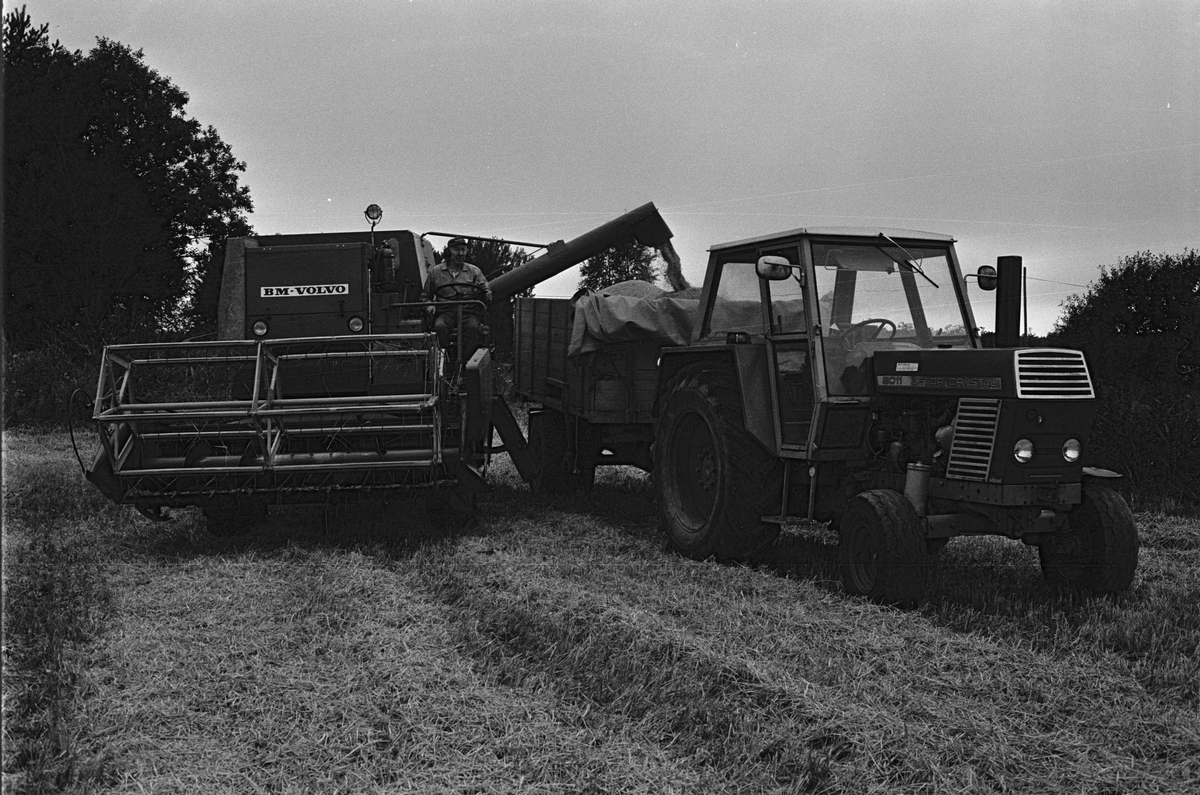 Den tröskade spannmålen töms i en kärra, Mossbo, Tierps socken, Uppland september 1981
