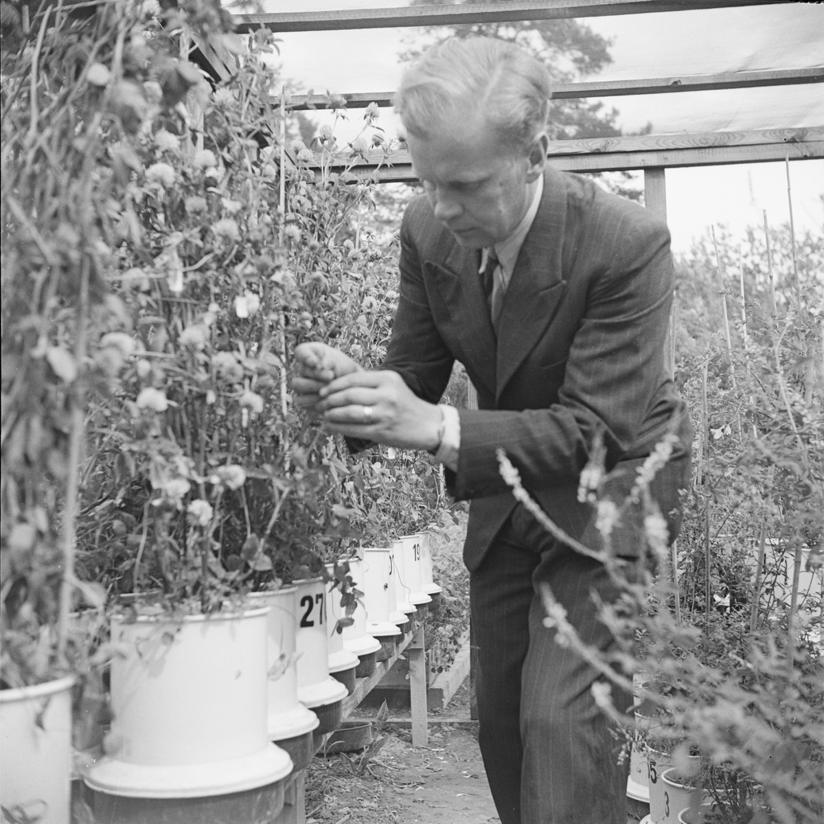 Docent Erik Åkerberg i växthus, Uppsala 1947