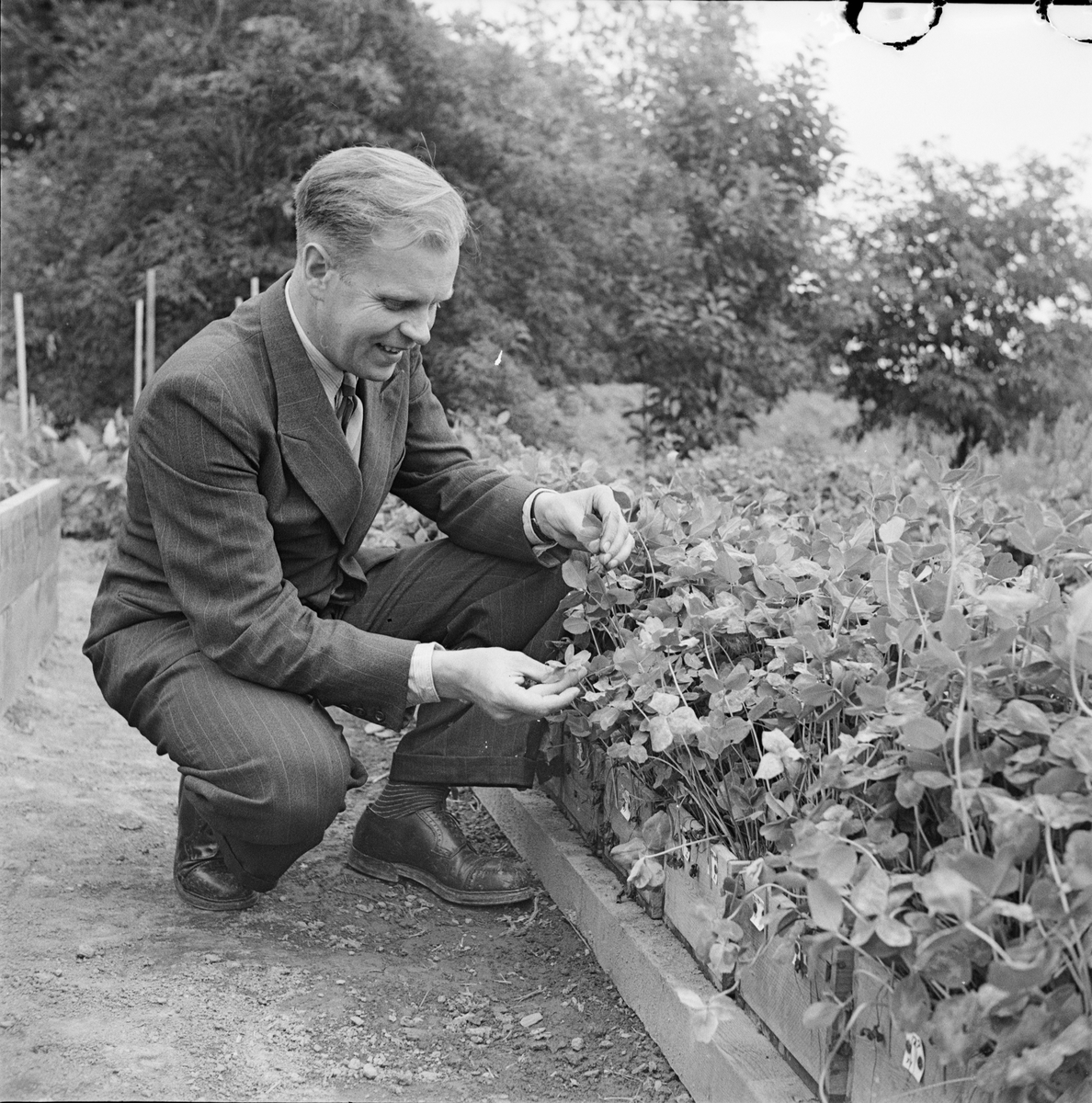 Docent Erik Åkerberg i trädgård, Uppsala 1947