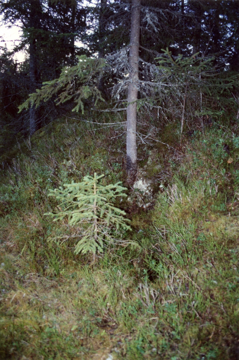 Bjørnehi i Stabbeskinsdalen, N. Skude