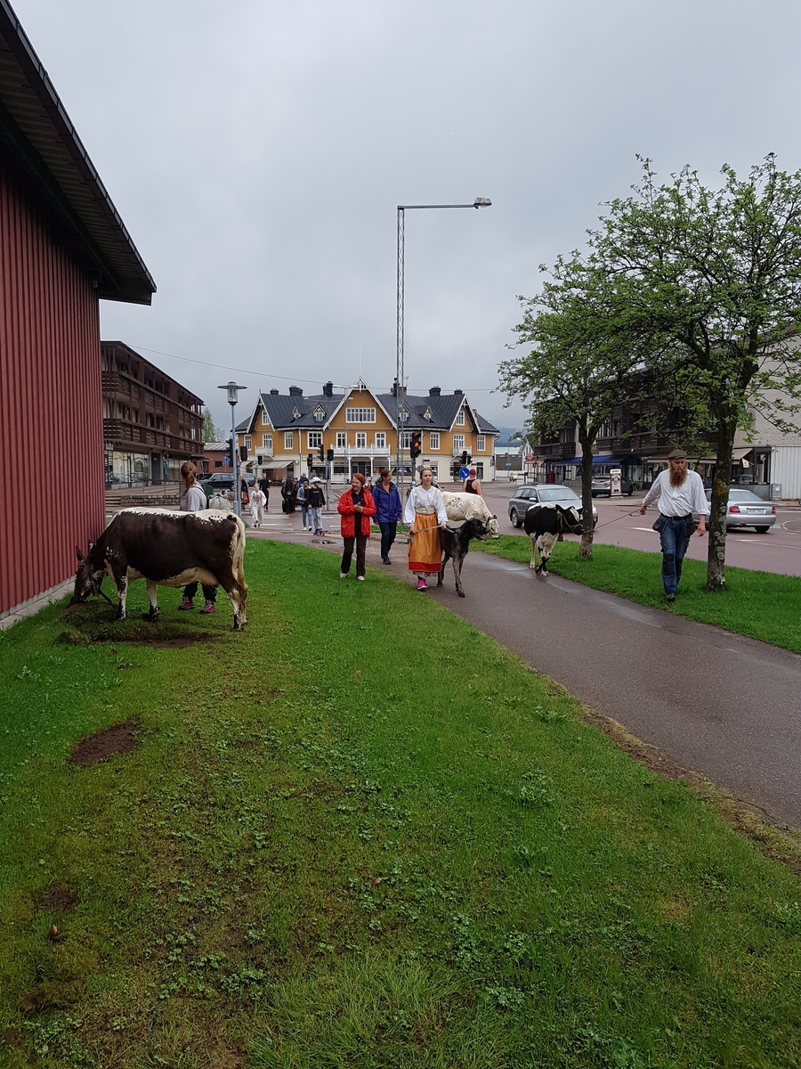Buffring till Arvselens fäbod, Malung, 2018. Färden går här genom Malungs centrum. I förgrunden syns, förutom Täpp Lats Arnesson, även hans dotter Täpp Kerstin iklädd dräkt.