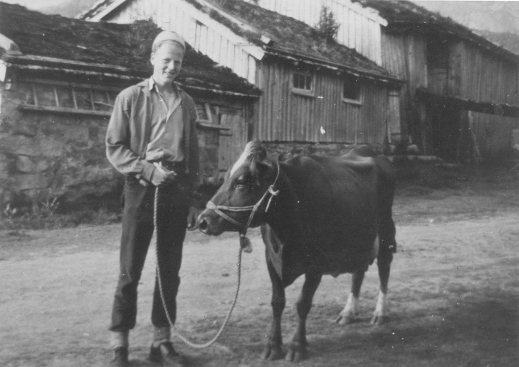 Ku til fjells.
Gjeter Paul Undheim står i tunet hos Jørund Fidjeland med kua som skal vera med til fjells.