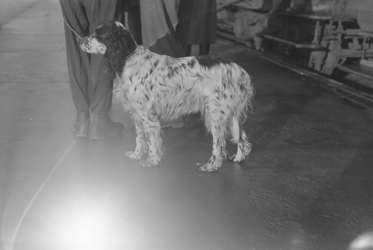 Kvinne i et jaktlag med hagle og hund fotografert på jernbanestasjonen