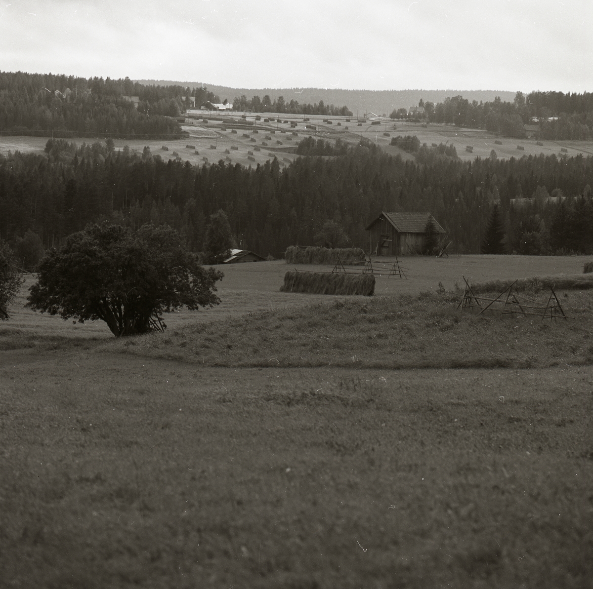 Utsikt över en åker med höhässjor, lador och hässjevirke, Högås 1974.