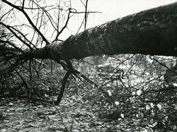 Oktober orkan på Kvinesheia 1969