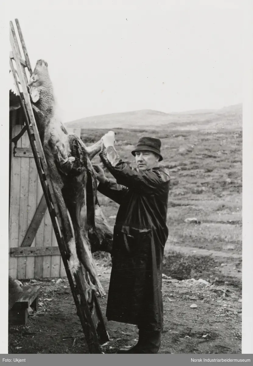 James Coward i hatt og regnjakke slakter reinsdyr som er hengt opp