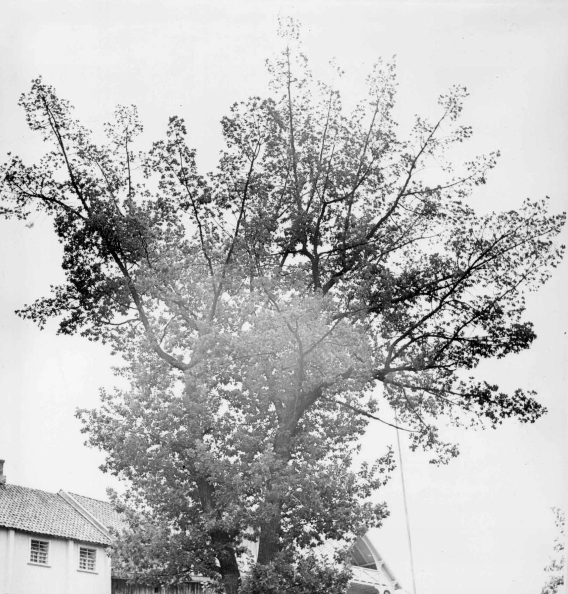 Repro: Eiketreet som forsvant 23. juni 1960 - byens eneste eik, angivelig plantet av politikonstabel Sigv. Larsen nedenfor arrestlokalet