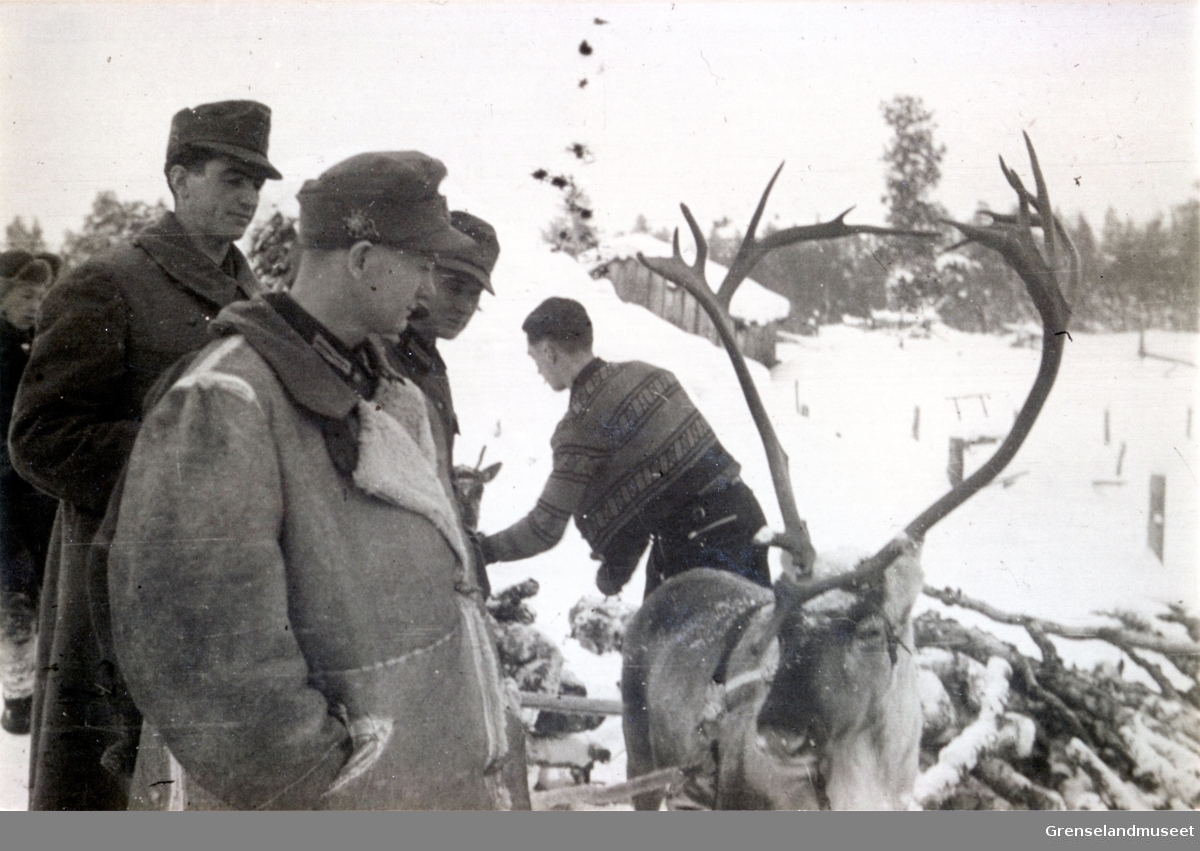 Tyske soldater inspiserer reinsdyr hos Beddari på Svanvik. Soldaten forrest i bildet ser ut til å ha en Edelweiss på luen. Det tyder at han var Gebirgsjäger.