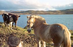 Kyr og fjordhest gresser ved vannkanten av innsjøen Møsvatn 