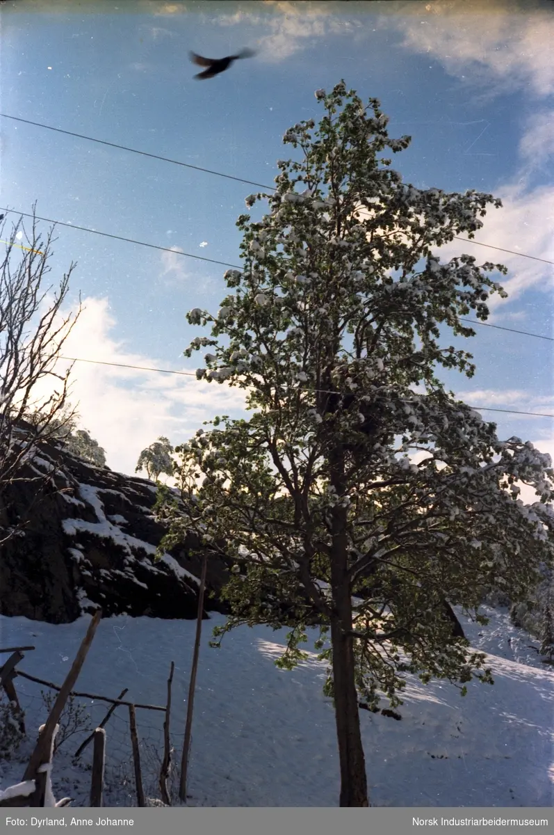 Tre, snø og gjerde på Øverbø i Åmotsdal
