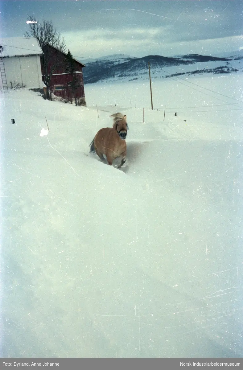 Fjordhest løper i snøen på gården Skinnarland, Møsstrond. I bakgrunn en snø og islagt Møsvatn