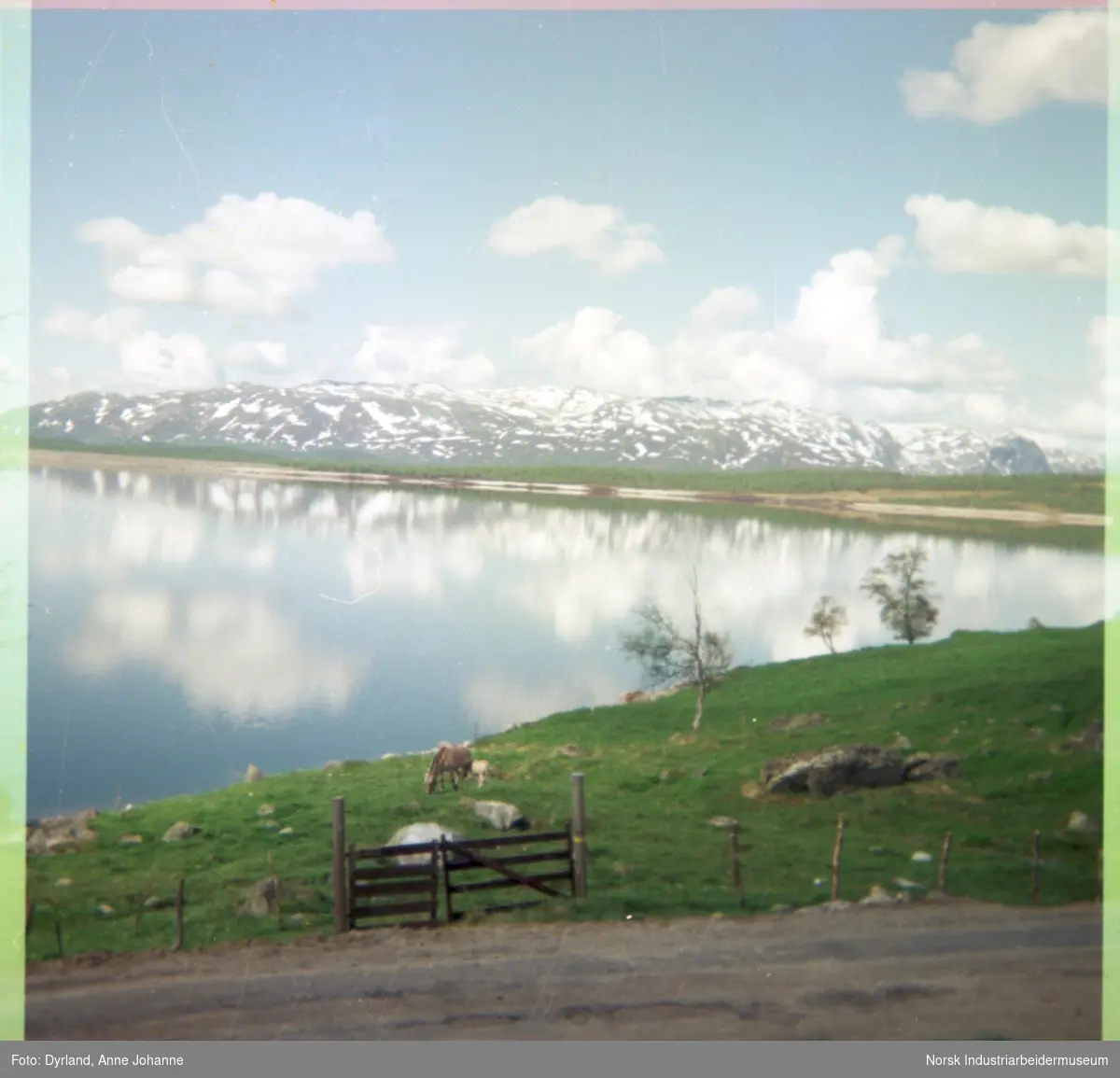 Fjordhest og føll beiter på gården Skinnarland, Møsstrond med utsikt mot innsjøen Møsvatn