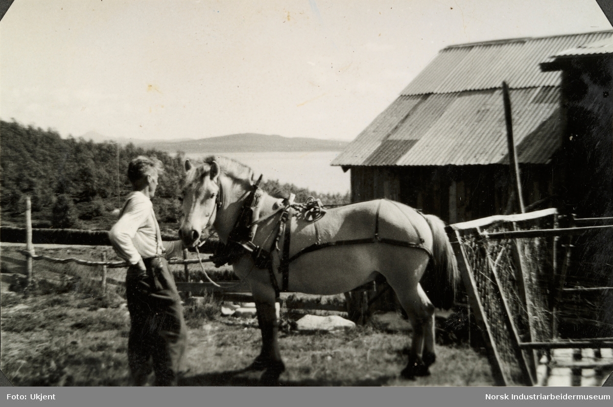 Olav O. Vågen med fjordhest iført seletøy foran låven på gården Øst-Førnes på Møsstrond. Bak hest står høyvogn