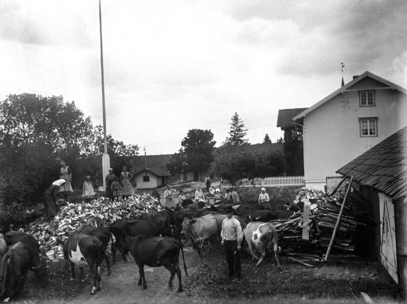 Svart-hvitt fotografi av et gårdstun med masse kuer på, i tillegg til en stor haug med ved som er delt og kløyvd. Mennesker både på vedhaugen og ved gårdshusene som synes til høyre i bildet. (Foto/Photo)