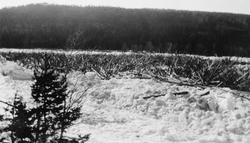 «Glomma. Isgangen ved Bjørånesset 1928»
