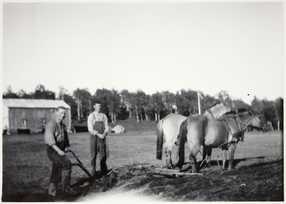 Leirfjord, Levang, Yttergården. Hauge Haugen og Kristian Aasen (f.v) pløyer med to hester på gården.
Bildet er brukt i Leirfjordkalenderen - juni 2022