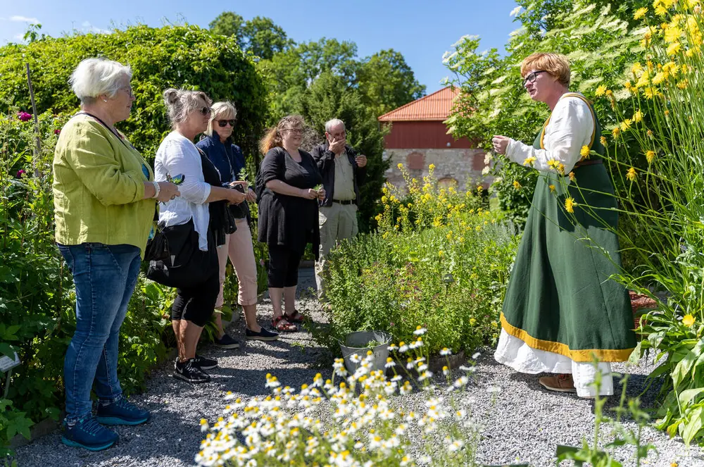 Formidling i urtehagen på Anno Domkirkeodden.