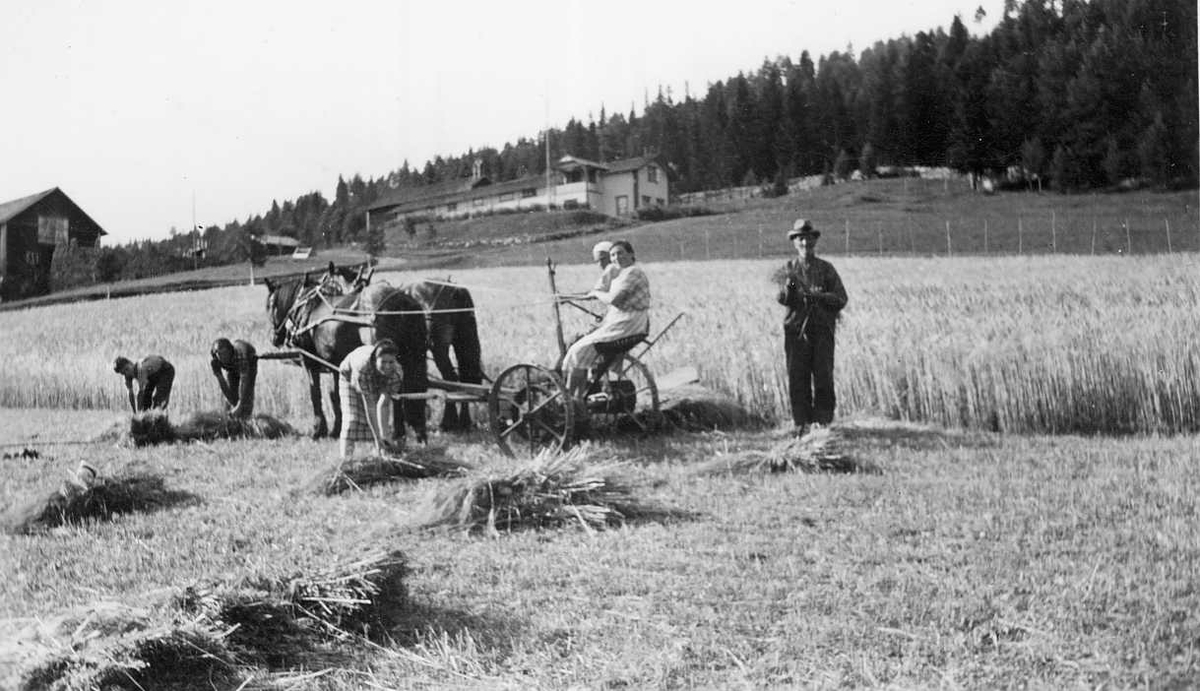 Skuronn på Fonnås ca. 1936 med håndavlegger. 