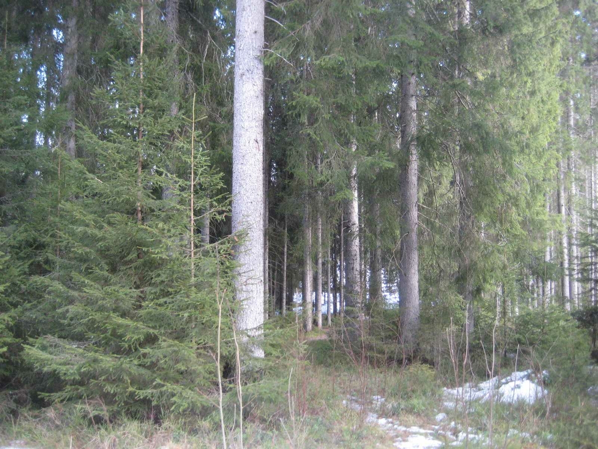 Falstadskogen, Levanger, innover skogen var det graver og minneplater