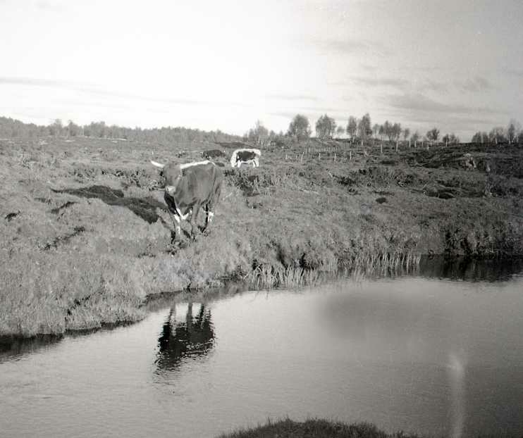 Okshavna Ryan