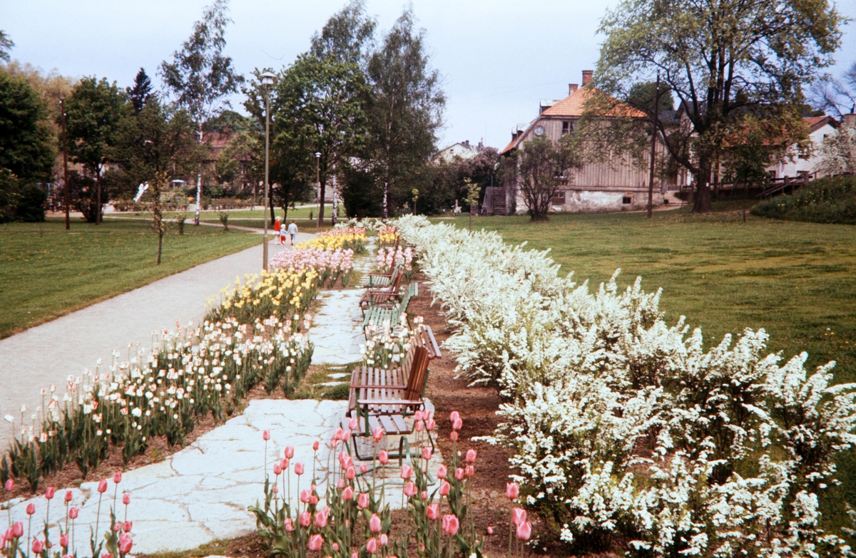 Linnéparken och Björklundska gården, 1956.