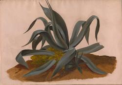 Agave [Maleri]