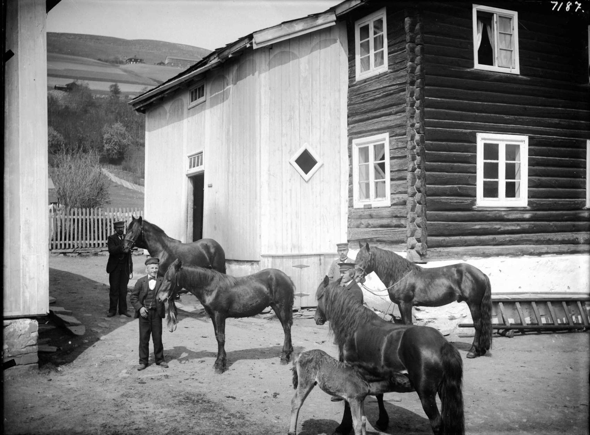 Kort:S.Fron. 1/6. 1903. R.Listads' hestegrupper.