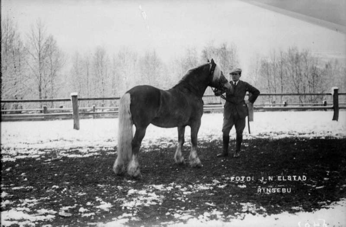 Lillehammer. Stampesletta. Lillehammerutstillingen 1923.  Landgaards hest.