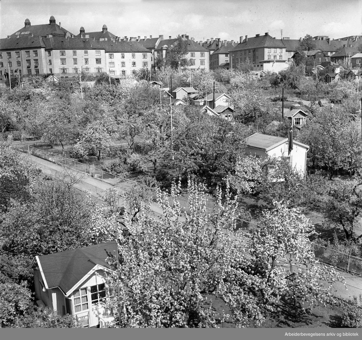 Rodeløkka kolonihage, .juli 1950