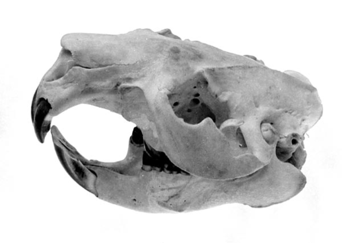 Kraniet av en bever på 18 kg. som ble skutt i Trysil 1975. 
