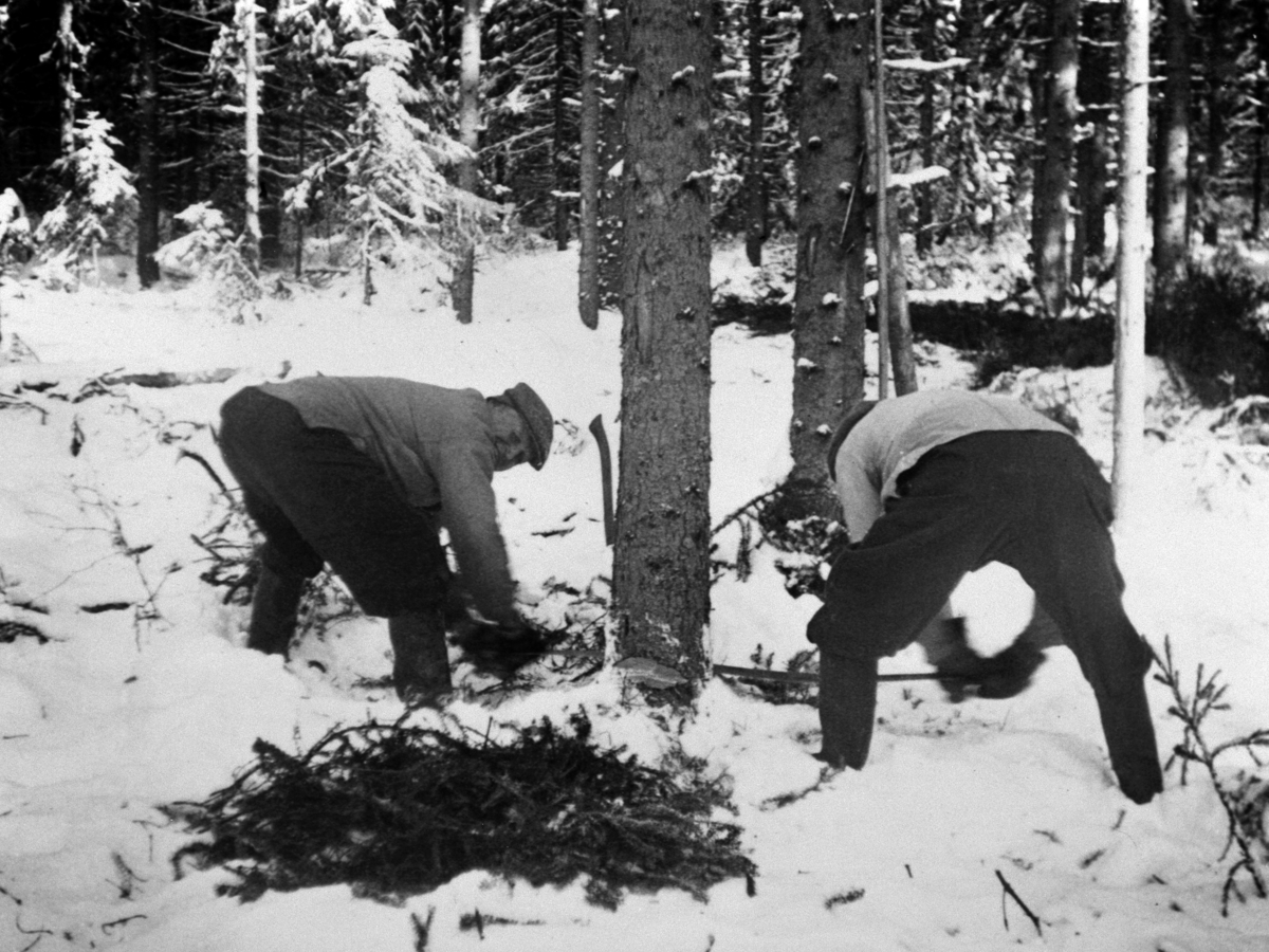 Skogsdrift, 2 menn feller tre med tigersvans (sag) på Heggenhaugen, Ringsaker. Nils Hansen og Thorvald Hagastuen.
