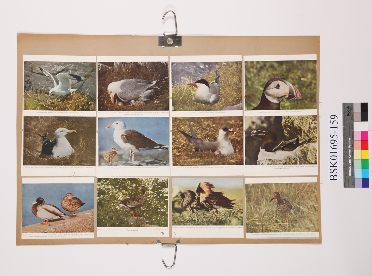 Diverse fugler i fotomontasje