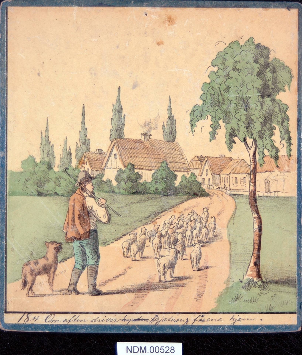 En mann med gjeterstav og hund går bak en flokk sauer på en vei mot en bebyggelse. Mange hus.