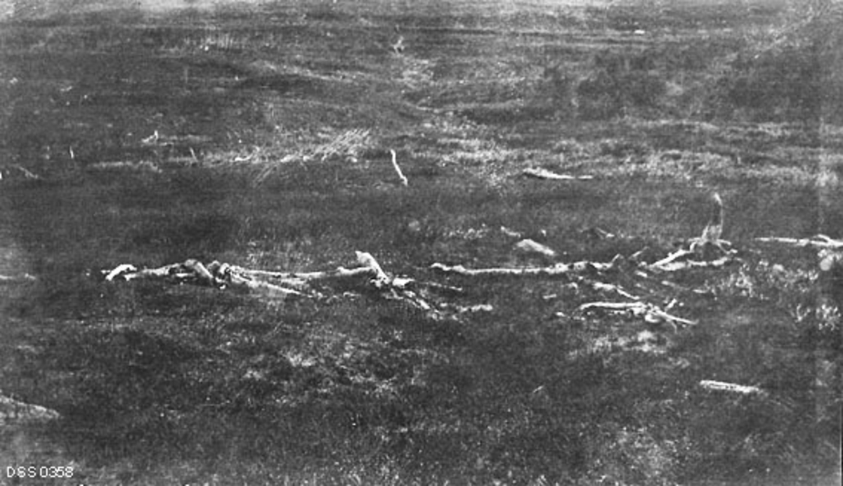 Rester etter et gammelt reingjerde i Tverrelvdalen i Troms, fotografert i 1909.  Fotografiet viser en del ubarkete bjørkestammer som er dynget sammen i ei rekke, som det antakelig, da mer av veden var intakt, var vanskelig for reinsdyra å passere.  Landskapet omkring virker fullstendig avskoget, noe som antakelig hadde skjedd i forbindelse med bygginga av det nevnte gjerdet.  Ettersom de fleste leirplasser og gjerder lå i vernskogbeltet opp mot fjellet vakte dette bekymring for at aktiviteten til de svenske reinsdriftssamene som holdt til i Troms i sommerhalvåret skulle senke skoggrensa i en region som norske myndigheter ønsket å utvikle med jord- og skogbruk som sentrale næringer.  Skogforvalter Ivar Rudens beskrivelse av forholdene i Tverrelvdalen på den tida da dette fotografiet ble tatt er gjengitt under fanen «Opplysninger».