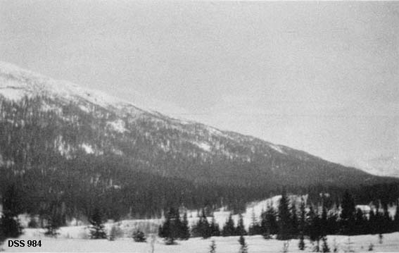 Liene ved Bryggfjell i Korgen statsskoger.  Vinteropptak fra ei åpen, snødekt slette med enkelte grantrær.  I bakgrunnen ses den nedre delen av Bryggfjell med forholdsvis tett barskog opp mot tregrensa. 