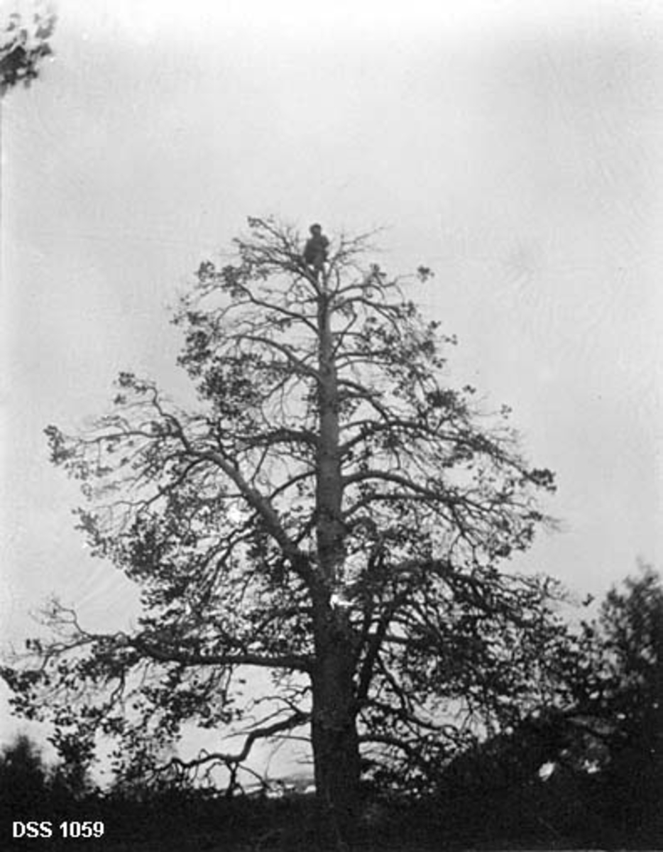 Krona på et stort, gammelt furutre med grove greiner ved Nordre Røsvatn.  En mann har klatret helt opp i toppen av treet og satt seg.  Rotdelen av samme tre er avbildet på DSS. 1058. 