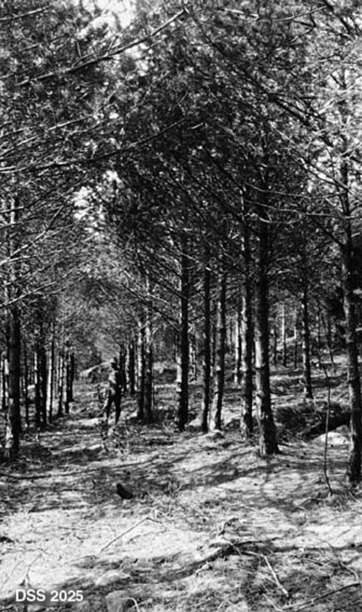 Tynnet furuplanting på Vagle- og Skjervelandsheia i Høylandkomplekset.  I 1889 (24 år før opptaket) ble området tilplantet med furu, buskfuru og gran.  Buskfurua ble fjernet ved tynning i 1910.  Bare ei gran skimtes i høyre bildekant.  En mann står i noe som later til å være et vegfar omgitt av trær. 