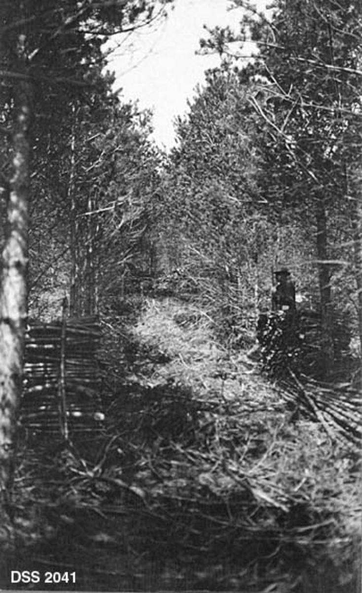 Fra 23-24 år gammel plantning av furu og buskfuru i Vagleheia i den vestlige delen av Høylandkomplekset statsskog.  Trærne ble plantet i radvis blanding.  Fotografiet er tatt etter at buskfururadene ble fjernet under tynning i 1912-13.  Oppkappet ved fra denne skogen ligger stablet mellom gjenstående furuer.  En mann står bak en vedstabel til høyre i bildet.  Høylandkomplekset ble innkjøpt av staten, stykke for stykke, med tanke på skogreising fra 1873 og framover.  Forstmannen Hans Andreas Tanberg Gløersen var pådriver for dette prosjektet. 