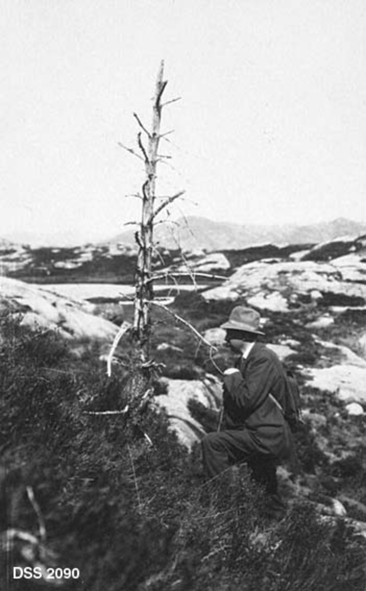 Fra fjellterreng i Lund prestegardsskog, der en mann med mørk dress, hatt og ryggsekk betrakter en tørket furustamme, som skal være ødelagt etter lyngbrenning. 